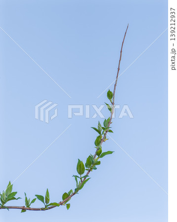 青空に伸びるウツギの新芽 139212937