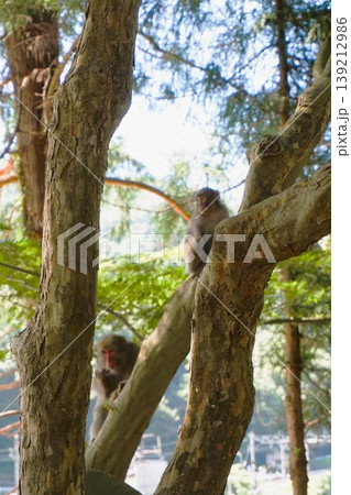 ニホンザル 親子 日本猿 山寺 開山堂 納経堂 寶珠山阿所川院立石寺 立石寺 ニホンザル 親子 日本猿 山寺 開山堂 納経堂 寶珠山阿所川院立石寺 立石寺 139212986
