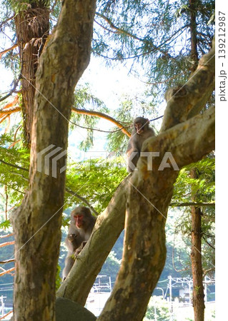 ニホンザル 親子 日本猿 山寺 開山堂 納経堂 寶珠山阿所川院立石寺 立石寺 ニホンザル 親子 日本猿 山寺 開山堂 納経堂 寶珠山阿所川院立石寺 立石寺 139212987