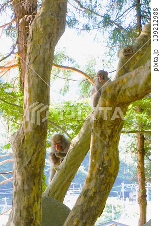 ニホンザル 親子 日本猿 山寺 開山堂 納経堂 寶珠山阿所川院立石寺 立石寺 ニホンザル 親子 日本猿 山寺 開山堂 納経堂 寶珠山阿所川院立石寺 立石寺 139212988