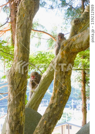 ニホンザル 親子 日本猿 山寺 開山堂 納経堂 寶珠山阿所川院立石寺 立石寺 ニホンザル 親子 日本猿 山寺 開山堂 納経堂 寶珠山阿所川院立石寺 立石寺 139212989
