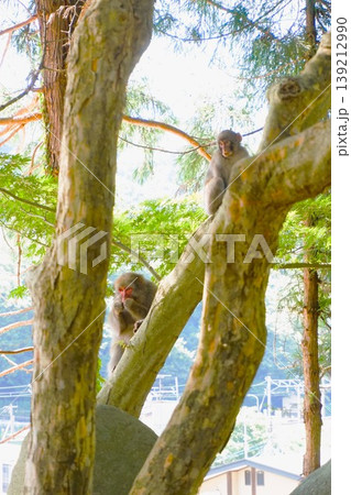 ニホンザル 親子 日本猿 山寺 開山堂 納経堂 寶珠山阿所川院立石寺 立石寺 ニホンザル 親子 日本猿 山寺 開山堂 納経堂 寶珠山阿所川院立石寺 立石寺 139212990