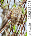カマキリの卵鞘から孵化する幼虫の群れBaby praying mantises hatching f 139212993