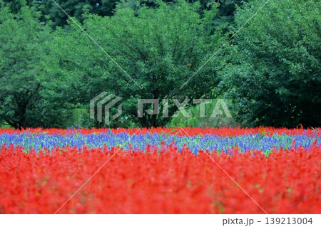 赤いサルビア畑にローズマリーの畝　埼玉県大宮花の丘農林公苑 139213004