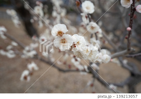 春の訪れを告げる白い梅の花 春の訪れを告げる白い梅の花 139213057