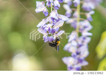 藤の花の蜜を吸う熊蜂 139213062