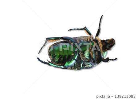 A golden bronze beetle, a beetle of the lamellicorn family, lies on its back. 139213085