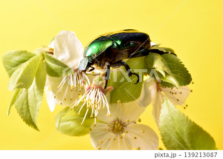 The image shows a golden bronze beetle, a beetle of the lamellicorn family. The image shows a golden bronze beetle, a beetle of the lamellicorn family. 139213087