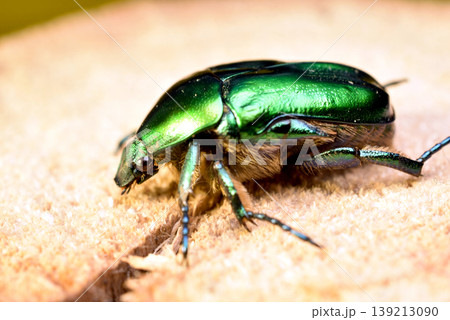 The image shows a golden bronze beetle, a beetle of the lamellicorn family. The image shows a golden bronze beetle, a beetle of the lamellicorn family. 139213090