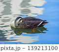 水面で丸くなって背中に顔をうずめて休むカルガモ (東京都、文京区) 139213100