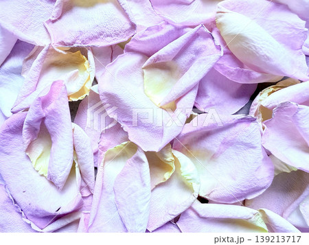scattered pink rose petals with subtle yellow gradients in macro view on soft pastel backdrop evoking tender romantic serenity scattered pink rose petals with subtle yellow gradients in macro view on soft pastel backdrop evoking tender romantic serenity 139213717