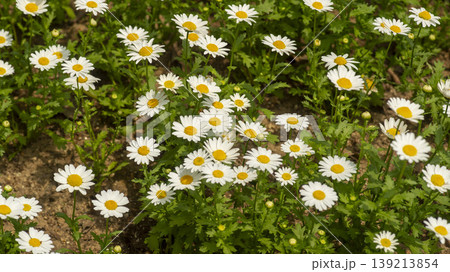 Goyang International Flower Exhibition 139213854