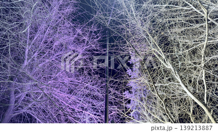 surreal winter trees glowing purple white against midnight sky in divided ethereal composition surreal winter trees glowing purple white against midnight sky in divided ethereal composition 139213887