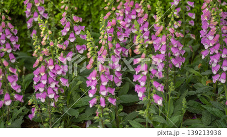 Goyang International Flower Exhibition Goyang International Flower Exhibition 139213938