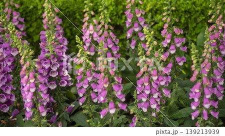 Goyang International Flower Exhibition Goyang International Flower Exhibition 139213939