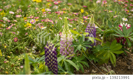 Goyang International Flower Exhibition 139213991