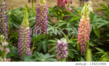 Goyang International Flower Exhibition Goyang International Flower Exhibition 139213998