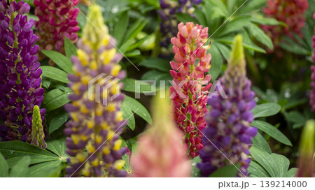 Goyang International Flower Exhibition Goyang International Flower Exhibition 139214000