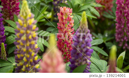 Goyang International Flower Exhibition 139214001