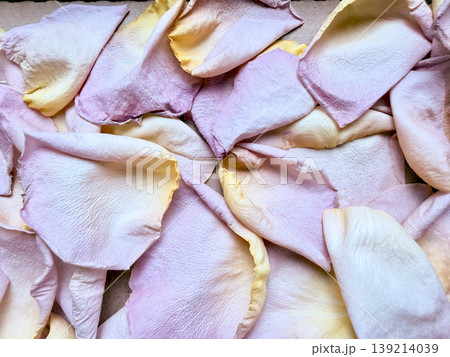 scattered pink and yellow rose petals closeup texture serenity scattered pink and yellow rose petals closeup texture serenity 139214039