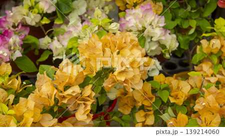 Goyang International Flower Exhibition 139214060