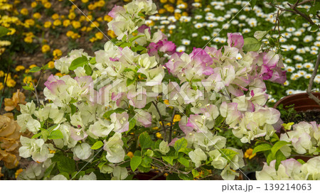 Goyang International Flower Exhibition 139214063