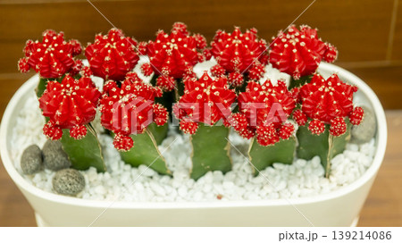 Goyang International Flower Exhibition 139214086