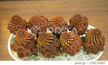 Goyang International Flower Exhibition Goyang International Flower Exhibition 139214087