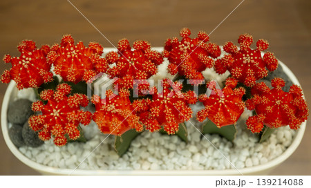 Goyang International Flower Exhibition Goyang International Flower Exhibition 139214088