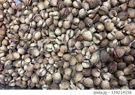 Fresh assorted clams piled closely together representing seafood harvest and market supply. Fresh assorted clams piled closely together representing seafood harvest and market supply. 139214156