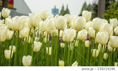 Goyang International Flower Exhibition Goyang International Flower Exhibition 139214296