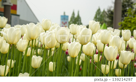 Goyang International Flower Exhibition Goyang International Flower Exhibition 139214297