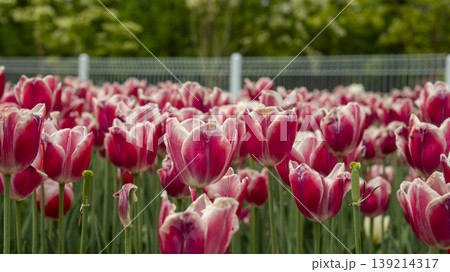Goyang International Flower Exhibition Goyang International Flower Exhibition 139214317