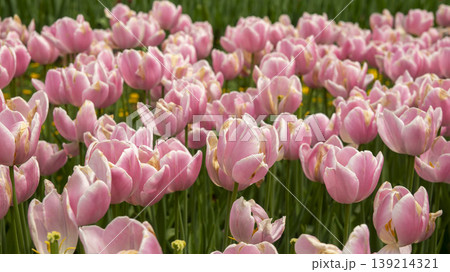 Goyang International Flower Exhibition Goyang International Flower Exhibition 139214321