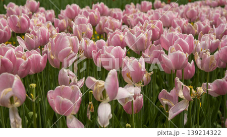 Goyang International Flower Exhibition Goyang International Flower Exhibition 139214322