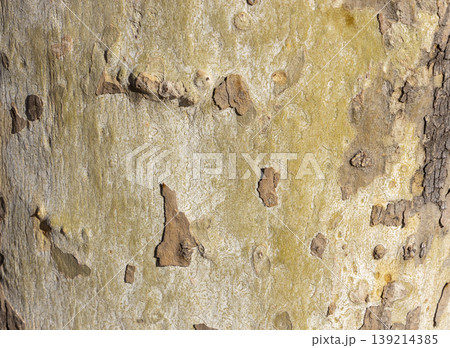 Platan, Platane, Platanus sycamore, plane trunk symbol. Texture made of Platan, Platane, sycamore, plane tree bark. Beautiful Platan tree trunk background. Conceptual image. Peaceful nature Typography 139214385