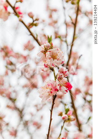 古河公方公園に咲く花桃（茨城県古河市） 139214404