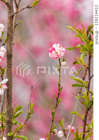古河公方公園に咲く花桃（茨城県古河市） 139214412