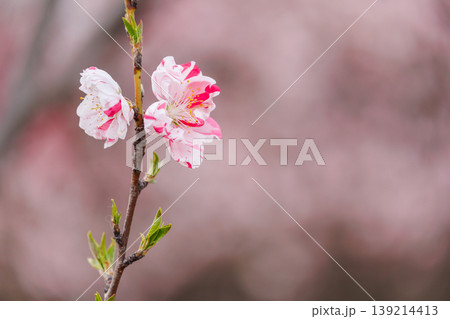古河公方公園に咲く花桃(茨城県古河市) 古河公方公園に咲く花桃(茨城県古河市) 139214413