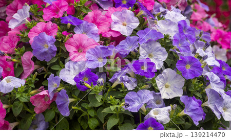Goyang International Flower Exhibition 139214470