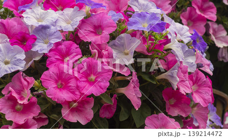 Goyang International Flower Exhibition Goyang International Flower Exhibition 139214472