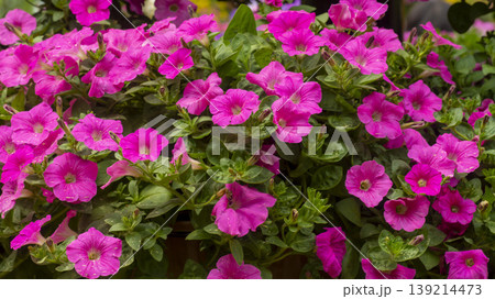 Goyang International Flower Exhibition 139214473