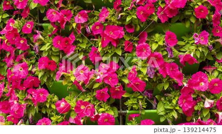 Goyang International Flower Exhibition Goyang International Flower Exhibition 139214475