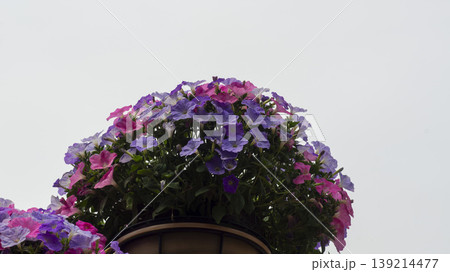 Goyang International Flower Exhibition 139214477