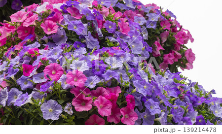 Goyang International Flower Exhibition Goyang International Flower Exhibition 139214478