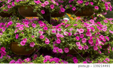 Goyang International Flower Exhibition Goyang International Flower Exhibition 139214491