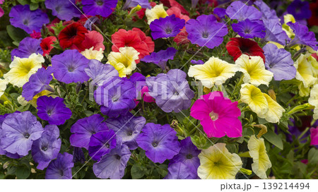 Goyang International Flower Exhibition Goyang International Flower Exhibition 139214494