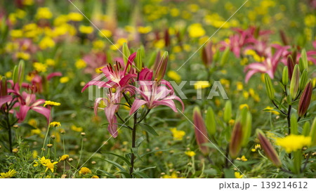 Goyang International Flower Exhibition 139214612