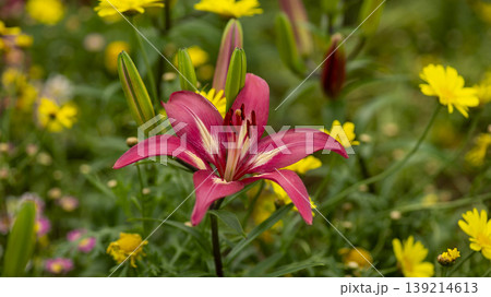 Goyang International Flower Exhibition 139214613