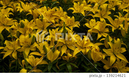 Goyang International Flower Exhibition Goyang International Flower Exhibition 139214621